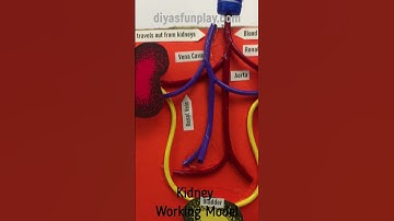 Kidney working model shorts video | #shorts | #scienceproject | #diyasfunplay