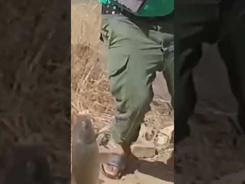        تعليم طريقة إخراج سمكة الكارب