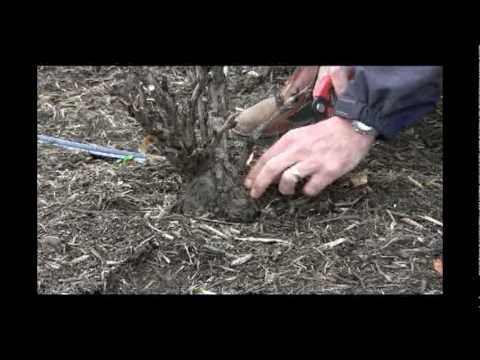 How to Prune Tree Peonies in Late Winter, Early Spring - Gurney's Video