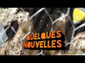 Quelque nouvelle de llevage de louis