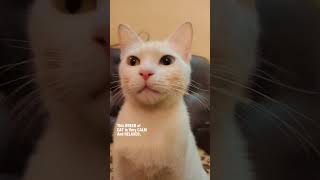 Temperament of Khao Manee CAT  #shorts #cats #pets #cutecats #khaomanee