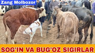 BUG'OZ VA SOG'IN SIGIRLAR NARXLARI SURXONDARYO MUZRABOT ZANG MOLBOZORI 09.03.2024