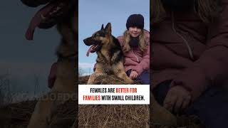 Watch THIS Before You Get A Female #GermanShepherd| #dogs | World of Dogz