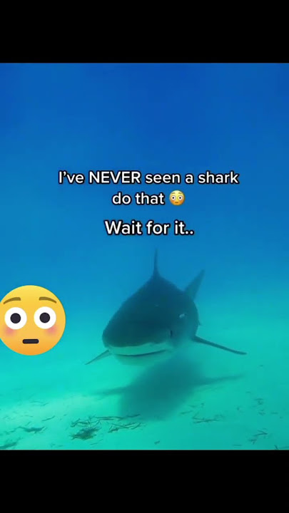 shark farts 🦈😳😂 #ccto #sharks #funny #unbelievable #ocean #sea #marinelife #viral #trending #shorts