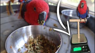 Why You Need a Scale For Diet Conversion | Converting an Eclectus Parrot to a Good Diet