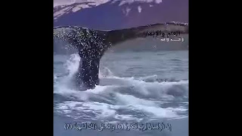تلاوة قران رائعة جدا سورة العاديات