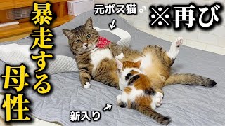元ボス猫を家族に迎えたら子猫が来ると当たり前のように子育てするイクメンなってしまいました