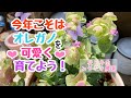 【ガーデニング】【オレガノミルフィーユリーフ】花オレガノの育て方、剪定の仕方を、農園で種から育てたミユフィーユリーフを使って、来春も楽しめるようにお伝えします❤︎2021年8月4日