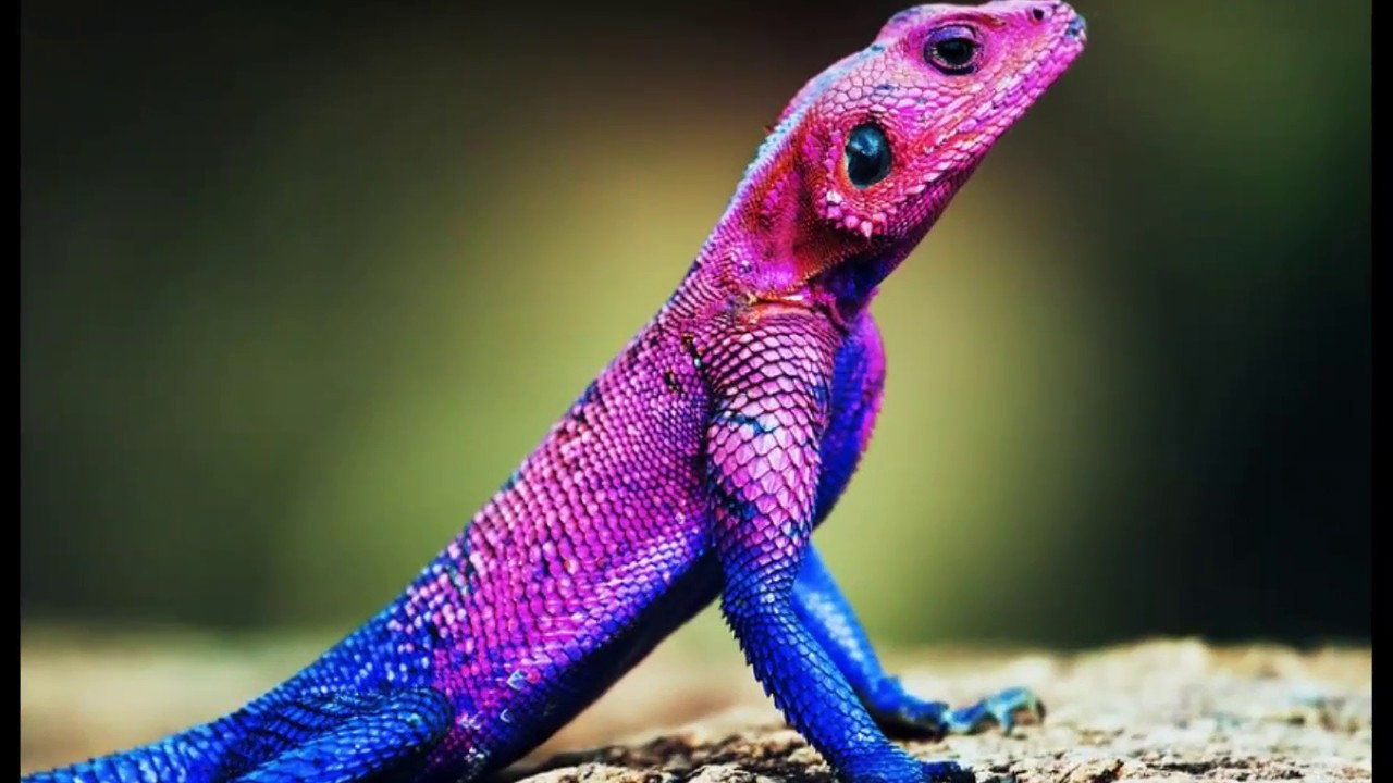 camera iphone 8 plus apk Agama Facts Interesting Facts about Agama Facts about Agama