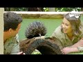 Quality time with an adorable echidna  australia zoo life
