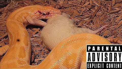 Burmese Python Live Feeding!! Must Watch Documentary!