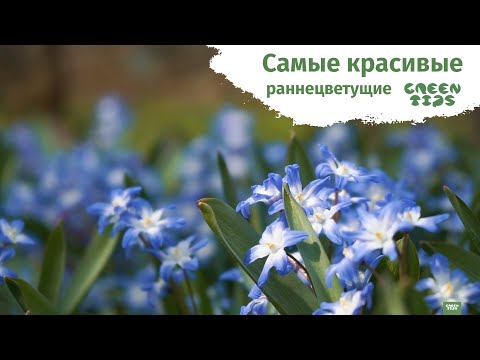 🌸 САМЫЕ РАННИЕ ЦВЕТЫ. МЕЛКОЛУКОВИЧНЫЕ
