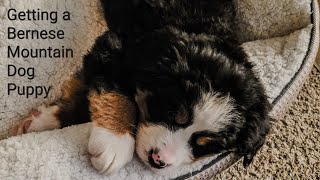 Getting My Bernese Mountain Dog Puppy