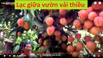 Lạc giữa vườn vải thiều ở Lục Ngạn