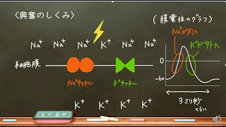 おうち生物　33.  活動電位と伝導　(高校生物)