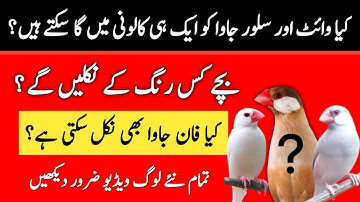 White and Silver Java Mix Colony Breeding Results | Mini Zoo