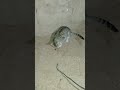 خوتي لقيت حنش في المراح الله سبحانه وتعالى