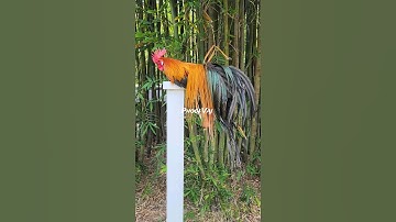 Saddles - Brown Red Bantam Phoenix Qaib Dib Tw Ntev #reels #shorts #chicken #gamefowl #ayam #gallos