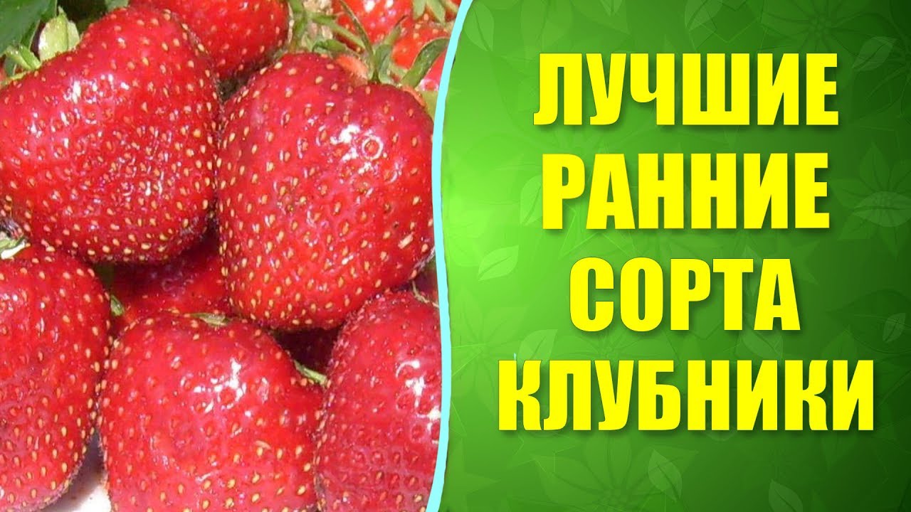 Клубника ранняя: лучшие сорта Клубника ранняя: лучшие сорта