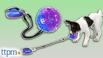 Puppy Reviews the Suction Cup Dog Toy from AMZLife!