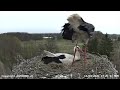 Fremdstorch 13.04.2026 Storchennest Altlandsberg (Storchenkamera)