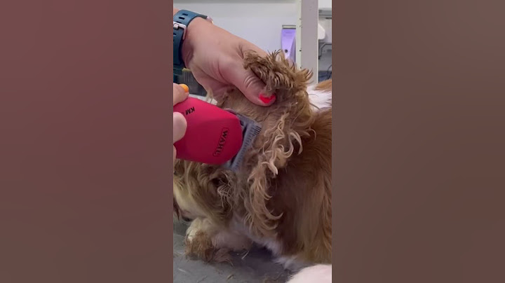 Safe flap trimming! How to clip inside dogs ears. #lovemud #doggroomingforbeginners #groomers #dogs