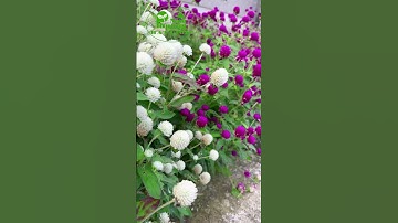 HOA CÚC NÚT ÁO┃loài hoa dễ trồng #shorts