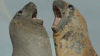 Wildlife photographer Mark Sisson on photographing birds and mammals on the Falkland Islands.