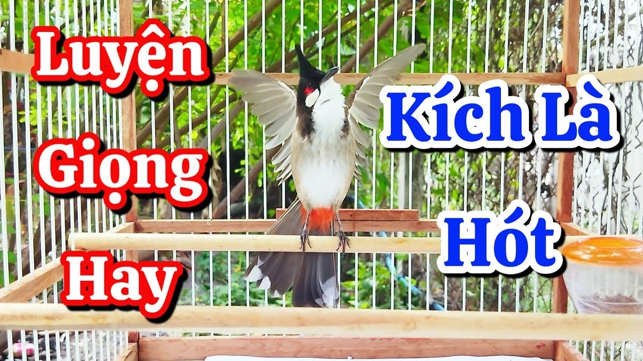 chào mào hót sáng kích bổi - luyện giọng hay ép bổi sổ bọng và căng lửa - chào mào hót đấu