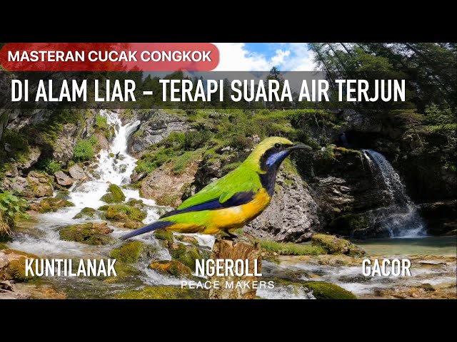 Masteran Cucak Cungkok Gacor Di Alam Liar Suara Terapi Air Terjun class=