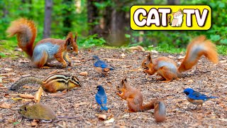 Cat TV ~ Little Squirrels and Birds in The Forest ⭐ 3 HOURS ⭐