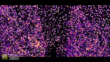 24-hour time-lapse of mouse embryonic fibroblasts | 2025 Nikon Small World