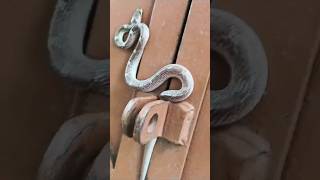 Rescue Snake