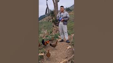 Hlau youtube mus pub qaib lom zem heev li nawb.cho gà ăn