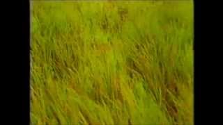 Preview Abertura Tocaia Grande