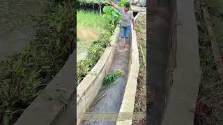 Canal Floating Seeding: Farmers Transport Rice Seedlings Along Irrigation Waterways