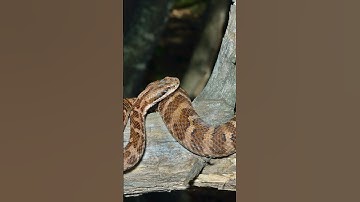 Agkistrodon Contortrix #Agkistrodon_contortrix #Eastern_copperhead  #wildlife #video #animals