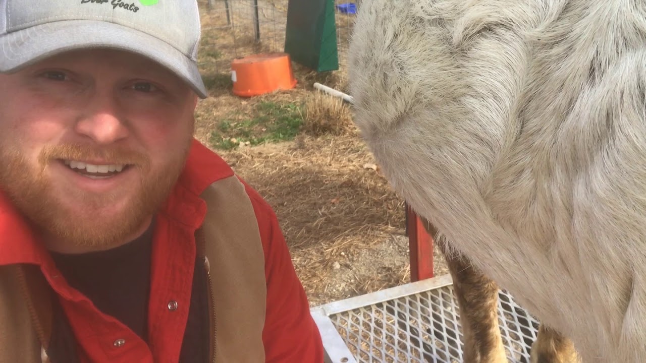 Trimming Goat Hooves with a Hoof Boss Boer Goats YouTube