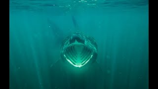 Summers in the Hebrides - Basking Sharks