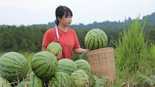 【二米炊烟】BIG Watermelon, Birthday Cake for Tommy! 用大西瓜做成生日蛋糕，祝湯米生日快樂！