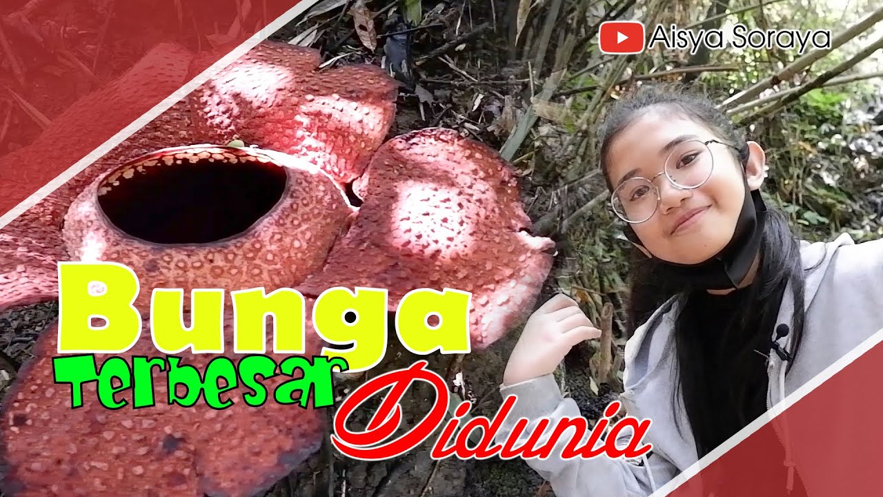  BUNGA  TERBESAR  DI  DUNIA  RAFLESIA  ARNOLDI YouTube