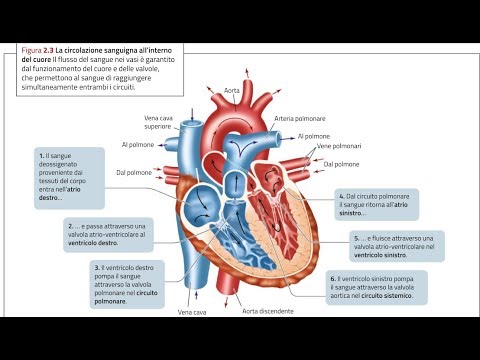 Anatomia 1 Apparato Cardiovascolare Il Cuore Parte 1 Youtube