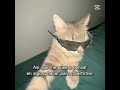 Solo pienso pienso i ya no quiero pensar XD #memes #cat