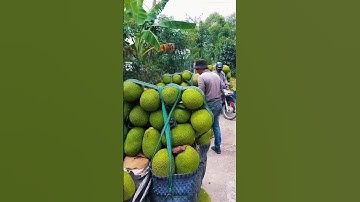 bất ngờ xem được cách chở mít quá tải #videoviral