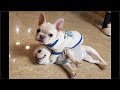 Funny and Cute French Bulldog Puppies Compilation #6 - Cutest French Bulldog