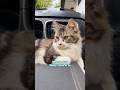 INSIDE a Cat’s mind #cat #pets #short #funnycats