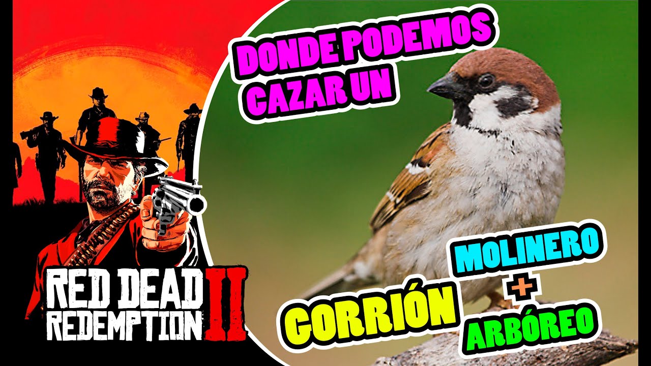 CAZANDO * GORRIÓN ARBÓREO / MOLINERO * LOCALIZACIÓN EN RED DEAD ...