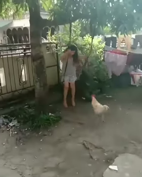 Story wa lucu ayam vs orang