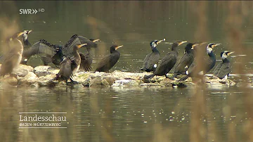 Wie fischt der Kormoran?