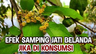 EFEK SAMPING JATI BELANDA JIKA DI KONSUMSI | Guazuma Ulmifolia | Jati Londo #jatibelanda
